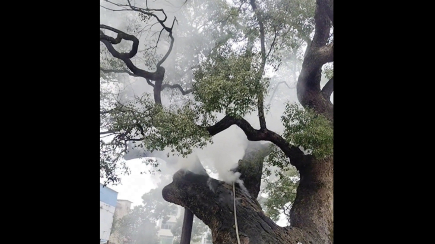 湖南上千年古樹離奇起火 連燒10小時不滅（影片）
