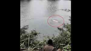 廣西殺年豬現場 豬跳池塘「游泳逃亡」(影片)