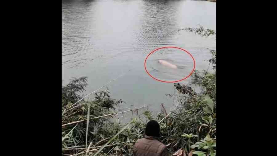 廣西殺年豬現場 豬跳池塘「游泳逃亡」（影片）