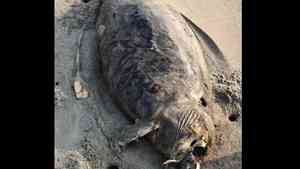 瀕危「美人魚」驚現海灘？廣東發現疑似儒艮屍體