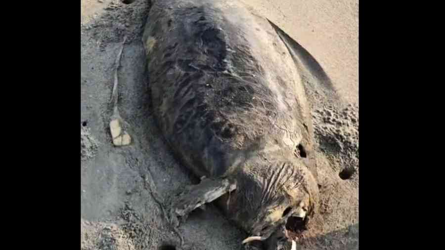 瀕危「美人魚」驚現海灘？廣東發現疑似儒艮屍體