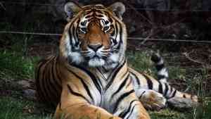 泰國十二天72隻老虎暴斃 傳屍體燒不完緊急掩埋