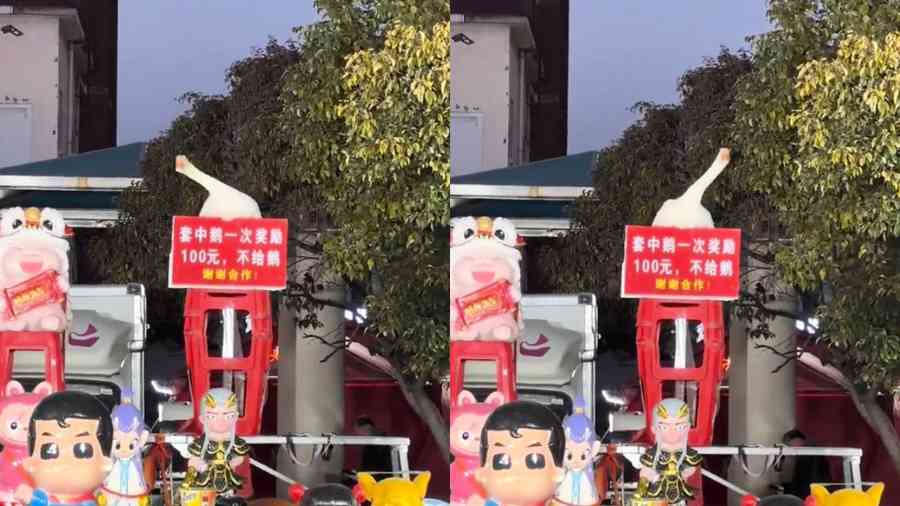 安徽「搖擺鵝」走紅 有人一萬元求購被拒（影片）