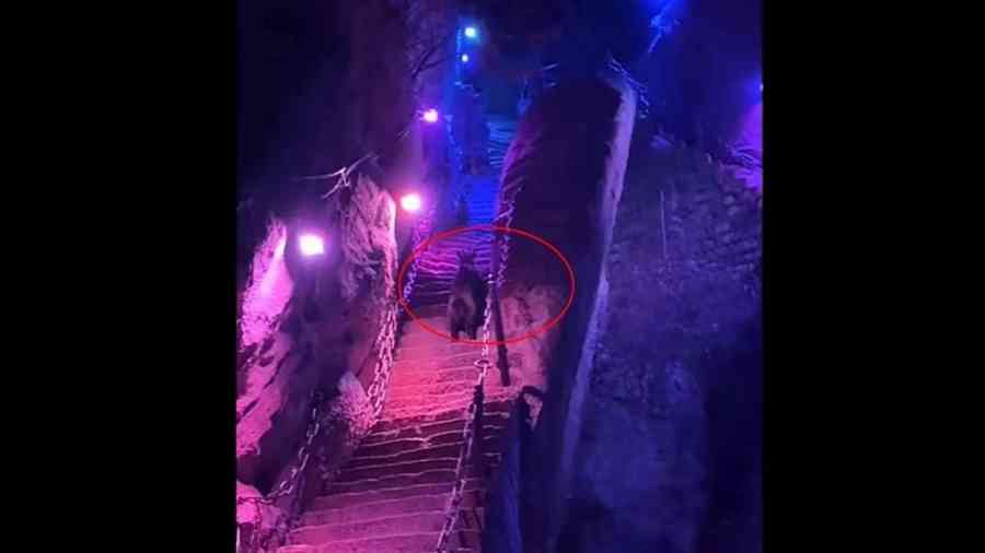 陝西遊客夜爬華山 驚見「四不像」（影片）