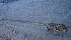 吉林東北虎下山進村「溜躂」驚悚畫面曝光（影片）