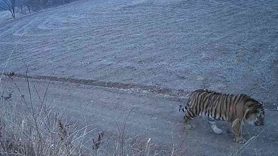 吉林東北虎下山進村「溜躂」驚悚畫面曝光（影片）
