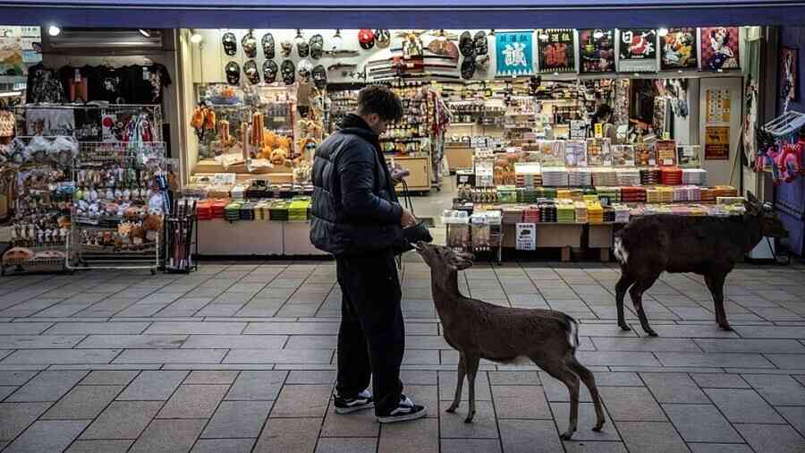 疑密集加排擠 日本奈良公園鹿翻山遷徙到大阪