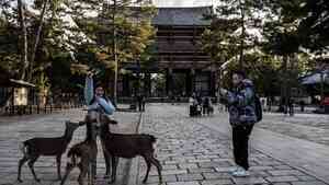 奈良鹿回不去了 大阪知事拒收:沒有放生先例