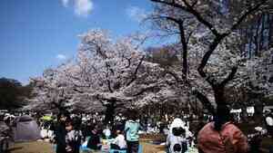 日本東京櫻花預計9天後滿開