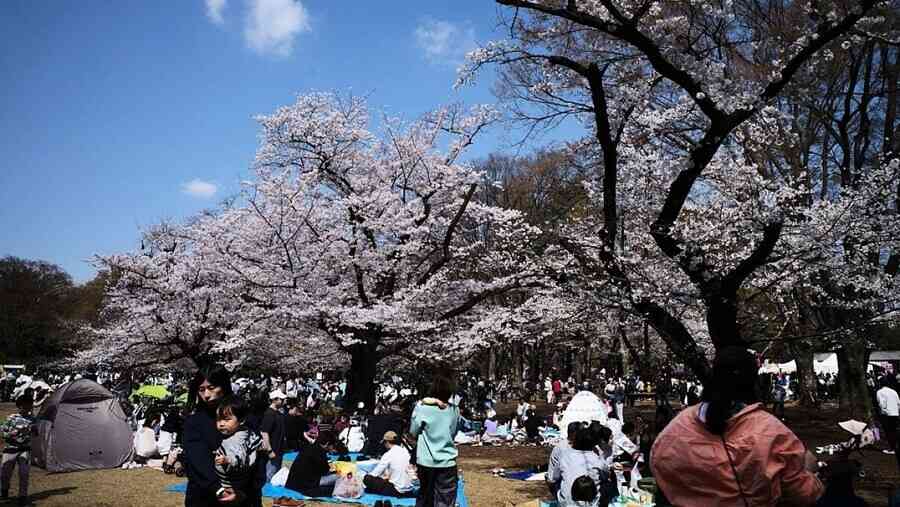 日本東京櫻花預計9天後滿開