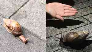 廣東巨型毒蝸牛氾濫 專家：千萬不能碰（影片）