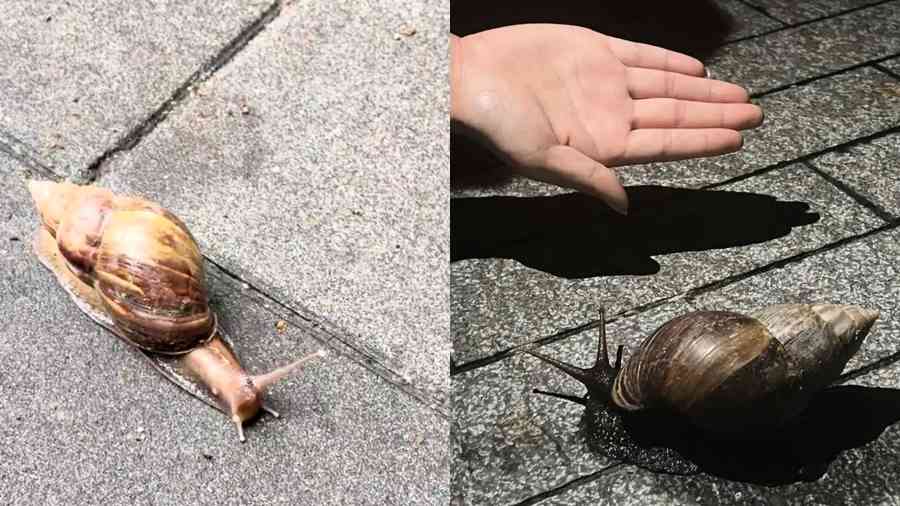 廣東巨型毒蝸牛氾濫 專家：千萬不能碰（影片）