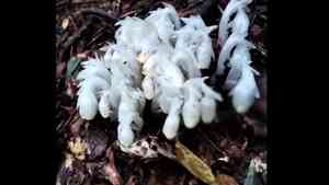 湖南高山驚現400多株「冥界之花」極為罕見