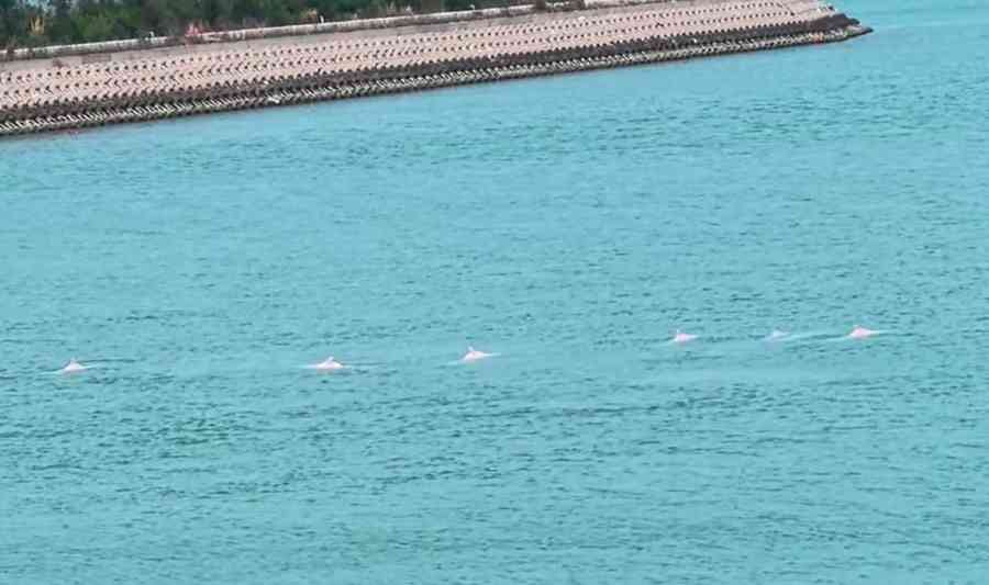 廣東海域出現中華白海豚 遊客驚喜（有影片）