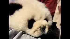 重慶驚見狗被染成熊貓拍照賺錢 疑被拔牙、餵藥