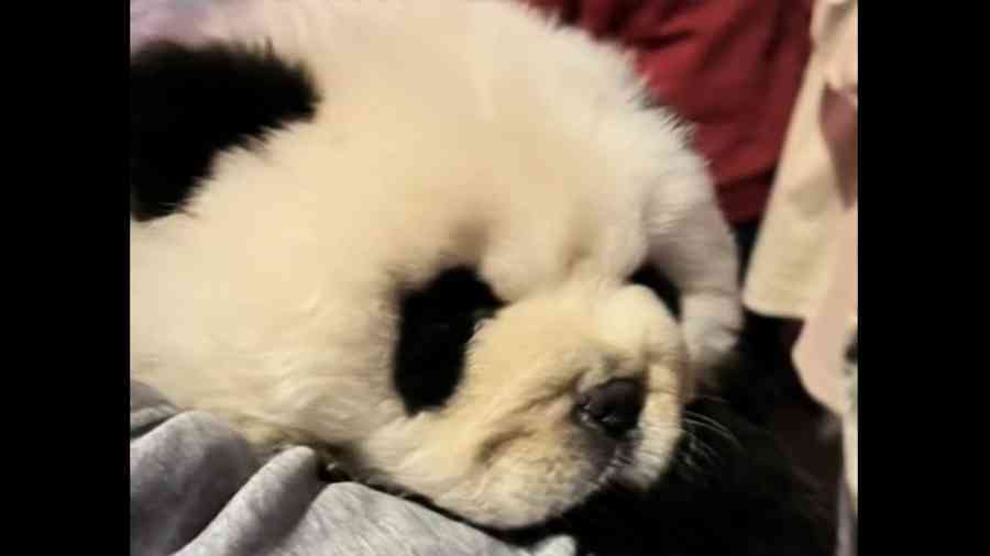 重慶驚見狗被染成熊貓拍照賺錢 疑被拔牙、餵藥