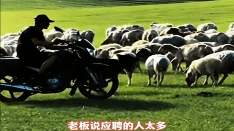 內蒙牧區招聘羊倌 老闆稱大量90後諮詢