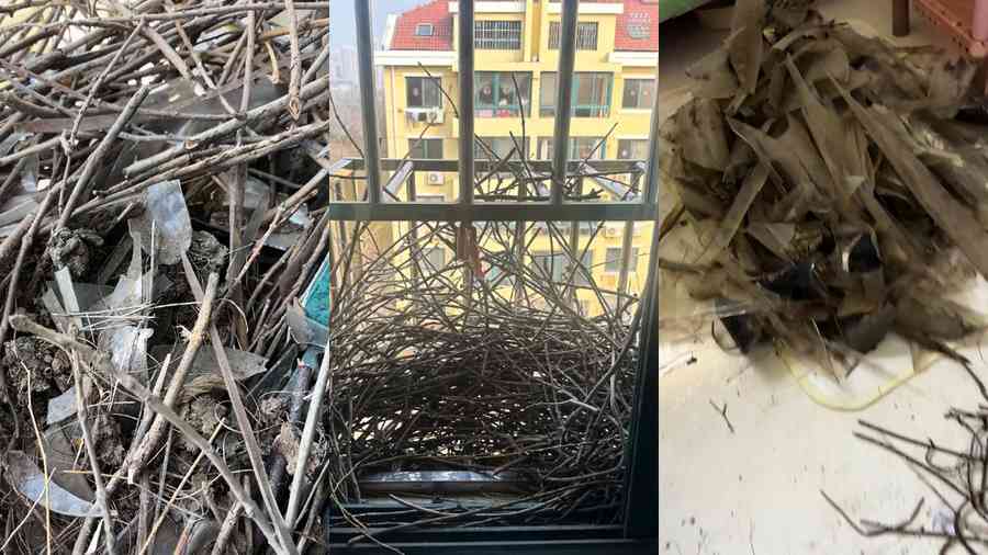 大陸男子多次拆巢 喜鵲強勢封窗「報復」（有片）