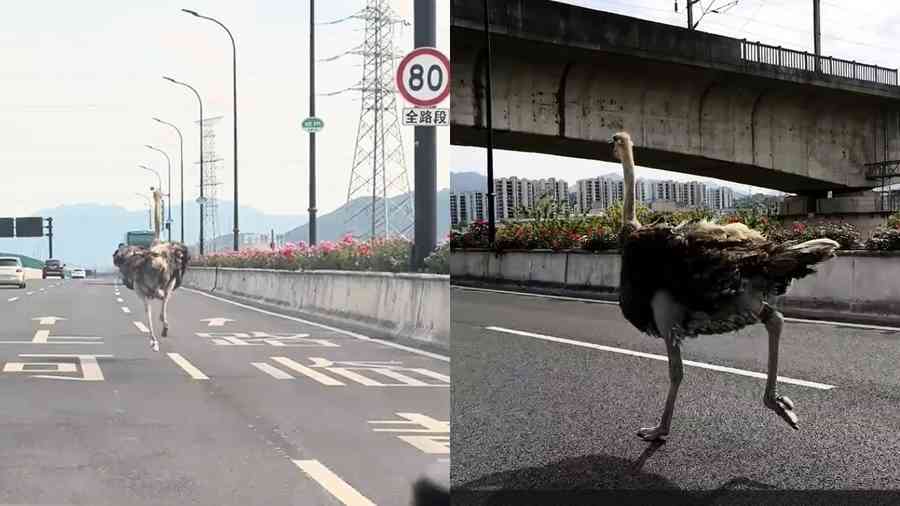 一隻巨型鴕鳥在高架上狂奔 驚呆路人（影片）
