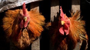 大陸現4宗H5N6禽流感個案 3宗情況嚴重