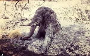 肯尼亞大象困泥坑險死 全村人出動拯救