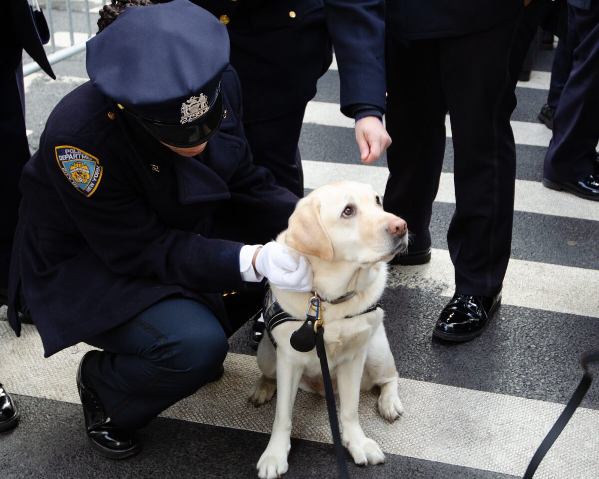 2022年2月2日，紐約市聖帕特裏克大教堂（St. Patrick』s Cathedral）在警察威爾伯特‧莫拉（Wilbert Mora）的葬禮上，紐約警察局員工援助部門的治療犬珍妮。（Dave Paone）。