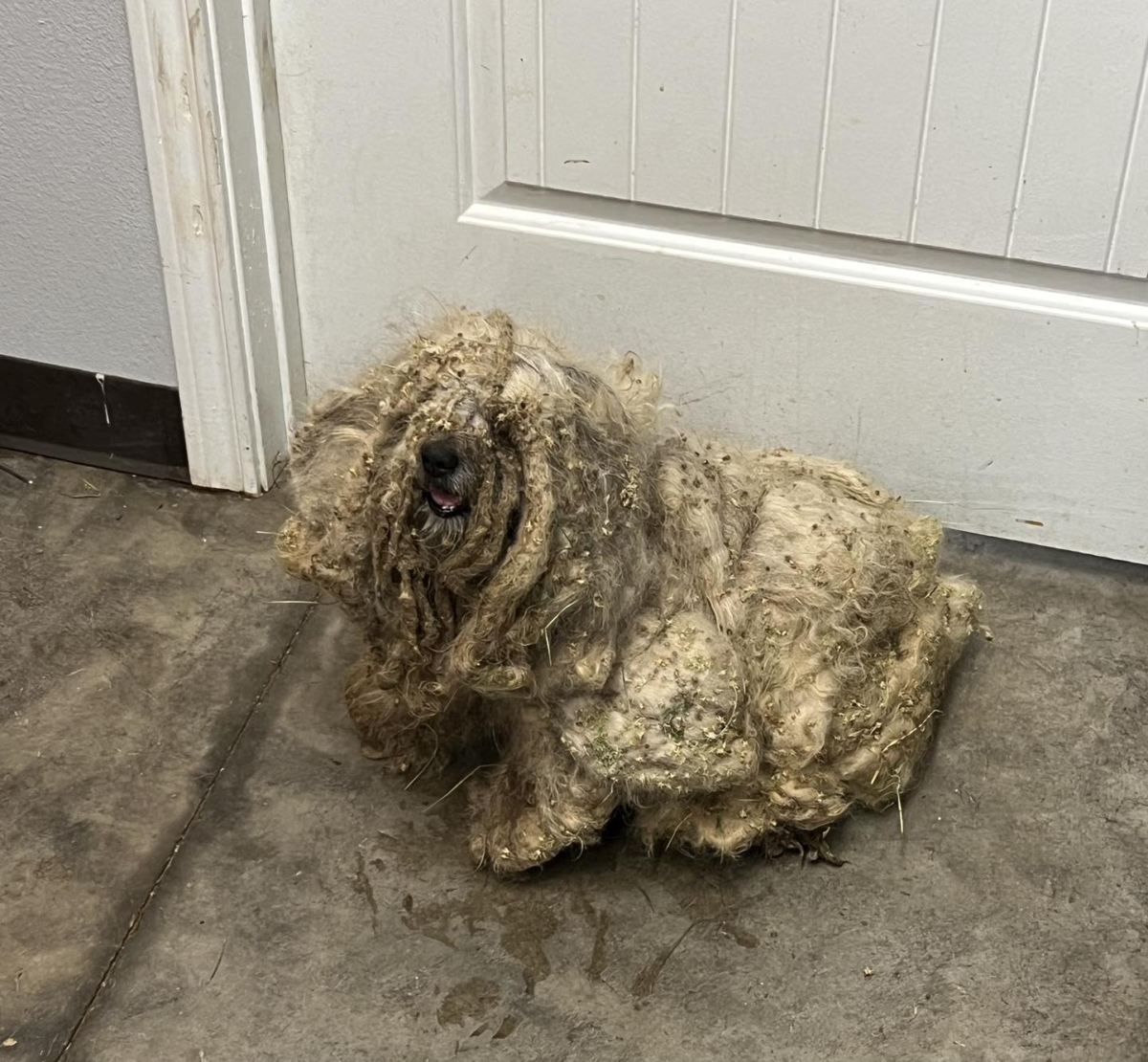 當馬特（Matt）被帶到南平原愛護動物協會（South Plains SPCA）時，它的毛髮又髒又亂。（由Tori Houston和South Plains SPCA提供）