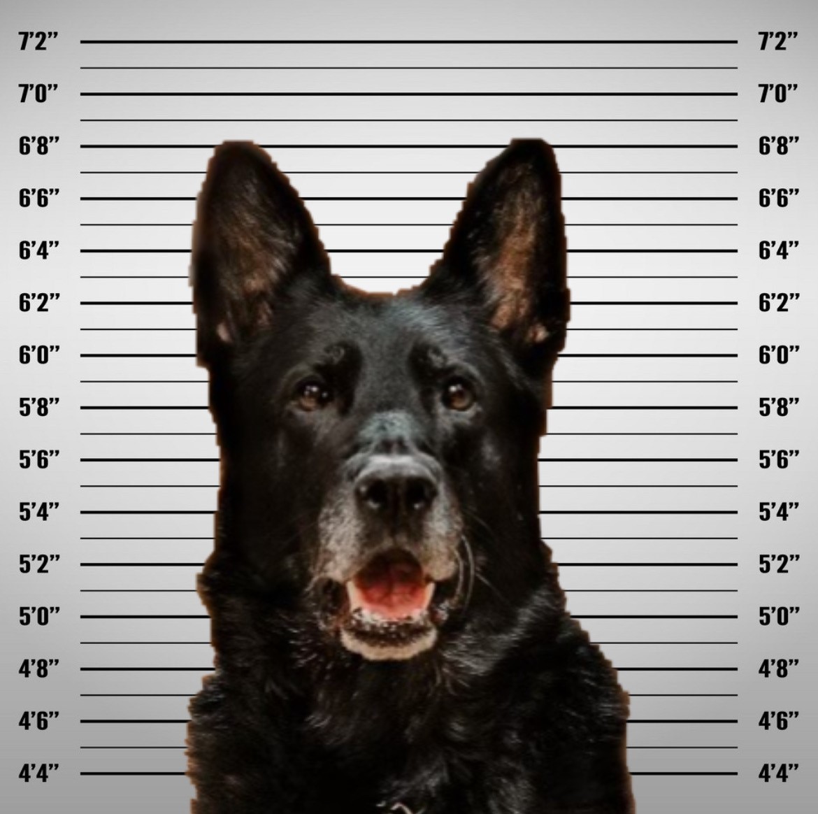 冰警犬（Ice）的一張被拘留照片，它因涉嫌偷竊而接受調查，但後來被撤回。（由懷安多特警察局提供-密歇根州）